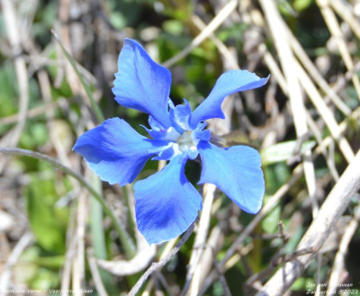 Voorjaarsgentiaan - Gentiana Verna - Zwitserland