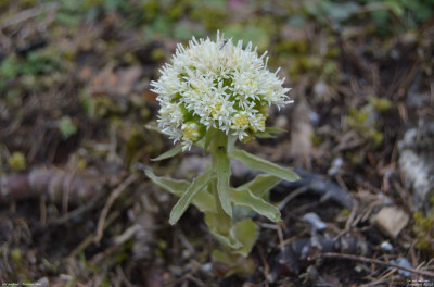 Wit hoefblad - Petasites albus - Wallis - Zwitserland