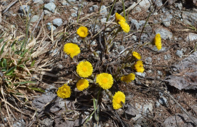 Klein hoefblad - Tussilago farfara - Wallis - Zwitserland