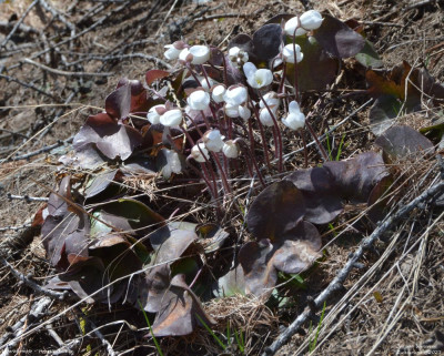 Leverbloempje - Hepatica nobilis - Wallis - Zwitserland