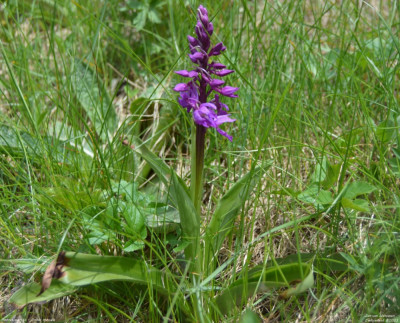Mannetjesorchis - Orchis mascula - Wallis -Zwitserland.