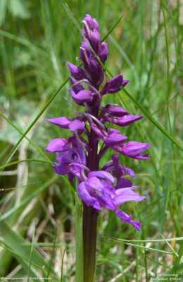 Mannetjesorchis - Orchis mascula - Wallis - Zwitserland