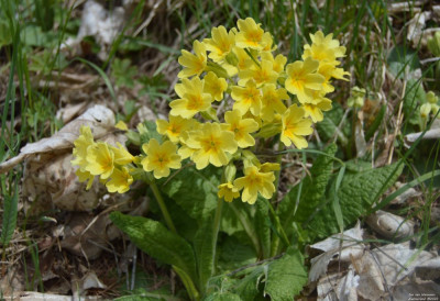 Slanke sleutelbloem - Primula elatior - Wallis - Zwitserland
