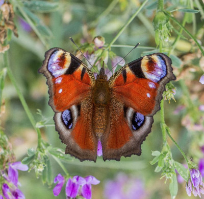 IMGL0890,  Vlinders in Nederland  Butterflying Around the World, FB, Vlinders en overige insecten,  Flora & Fauna in Nederland,  Fotografen,  Butterflies Universal Sharing.jpg