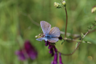 IMG_6853 Esparcetteblauwtje-a.jpg