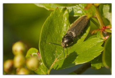 Agriotes pilosellus 230504-02 kopie.jpg