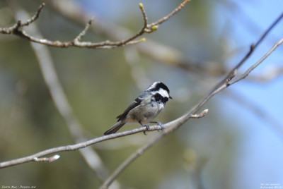 Zwarte Mees - Periparus ater - Wallis - Zwitserland