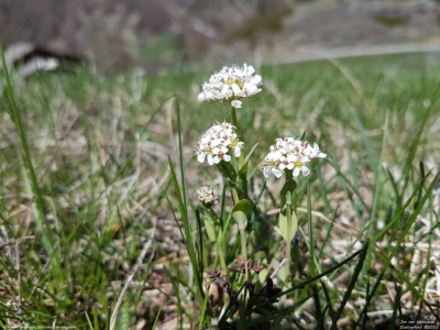 Zinkboerenkers - Noccaea caerulescens - Wallis - Zwitserland