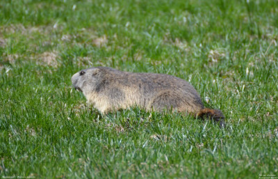 Alpenmarmot - Marmota marmota - Wallis - Zwitserland