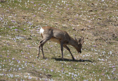 Ree - Capreolus capreolus - Wallis - Zwitserland