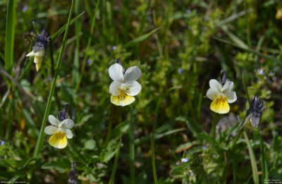 Akkerviooltje - Viola arvensis - Wallis - Zwitserland