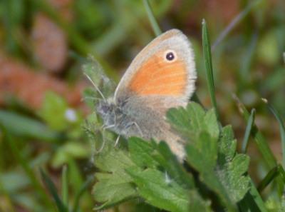 Hooibeestje - Coenonympha pamphilus - Wallis - Zwitserland