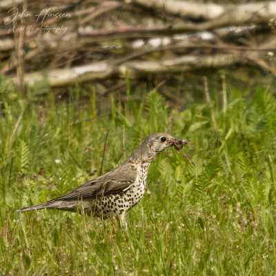 _S5A0485-log.jpg