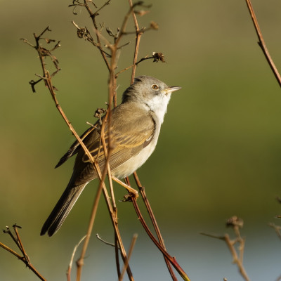 _S5A9190-topaz-denoiseraw.jpg