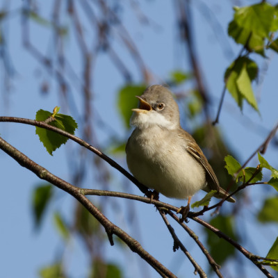 _S5A9331-topaz-denoiseraw-sharpen.jpg