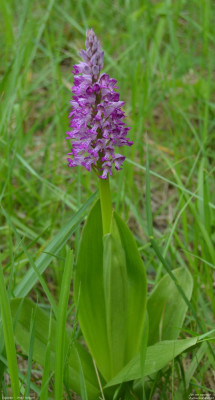 Soldaatje - Orchis militaris - Wallis - Zwitserland