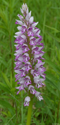 Soldaatje - Orchis militaris - Wallis - Zwitserland