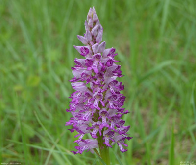 Soldaatje - Orchis militaris - Wallis - Zwiterland