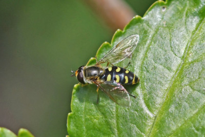 Grote kommazweefvlieg ♀