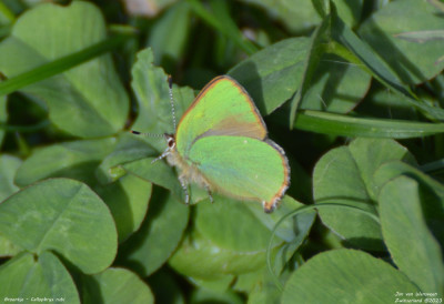 Groentje - Callophrys rubi - Wallis - Zwitserland