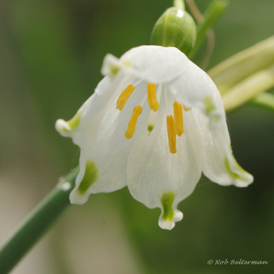 Zomerklokje-044590.JPG