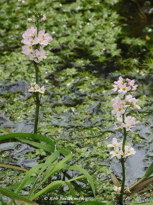 Waterviolier-045012.JPG