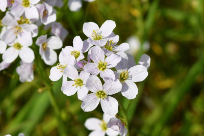 Pinksterbloem