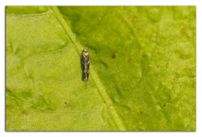Neureclipsis bimaculata 230504-02 kopie.jpg