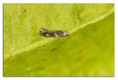 Neureclipsis bimaculata 230504-01 kopie.jpg