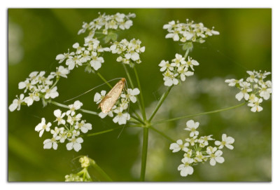 Bleke langsprietmot 230503-05 kopie.jpg