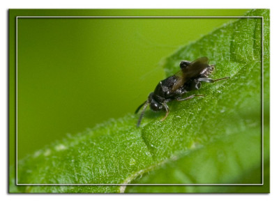 Haltichella rufipes 190520-01 kopie.jpg