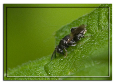 Haltichella rufipes 190520-02 kopie.jpg