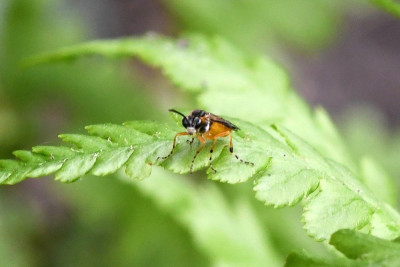 Athalia cordata
