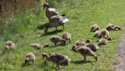 IMG_4977-2 Grauwe gans met 16 jongen.jpg