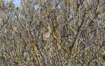 IMG_5644-2 Grasmus.jpg