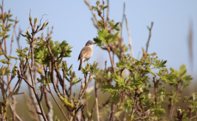 IMG_4007-2 Grasmus.jpg