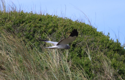 IMG_5851-2 Blauwe kiekendief.jpg