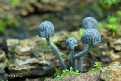 mycena.jpg
