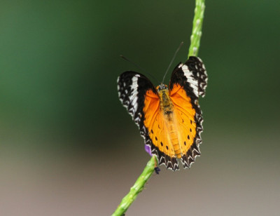 IMGL7128-Danaus chrysippus Vlinders en overige insecten,.jpg
