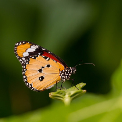 ADH_2094  Danaus chrysippus,  Butterflying Around the World.jpg