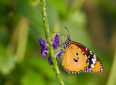 ADH_1993-Danaus chrysippus Butterfly, Bee & Dragonfly,  Vlinders en overige insecten.jpg