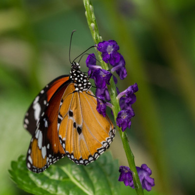 ADH_1981-Danaus chrysippus.jpg