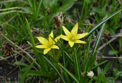 Gagea fragifera  - Wallis - Zwitserland