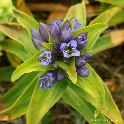 Plant-Kruisbladgentiaan-83463.JPG