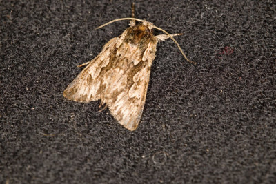 Kamperfoelie-uil 220329-2 kopie.jpg