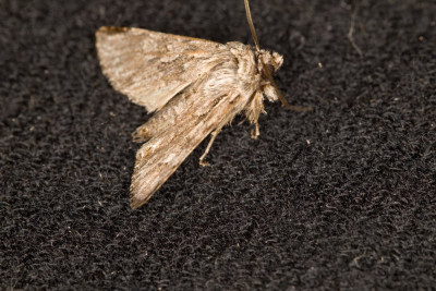 Kamperfoelie-uil 220329-1 kopie.jpg