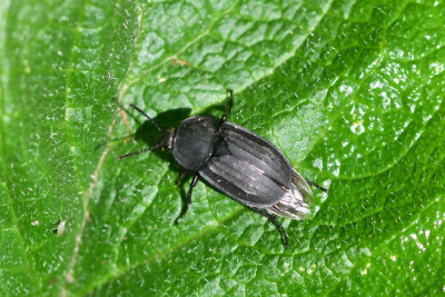 Silpha tristis