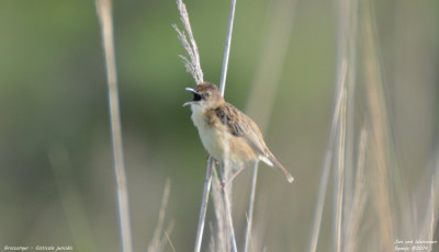 Graszanger - Cisticola juncidis - Rosas - Spanje