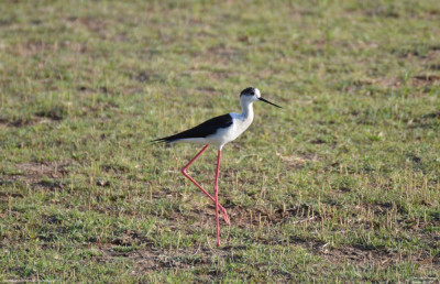 Steltkluut - Himantopus himantopus - Rosas - Spanje