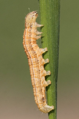 ADH_6235  Mothing and Moth-watching.jpg